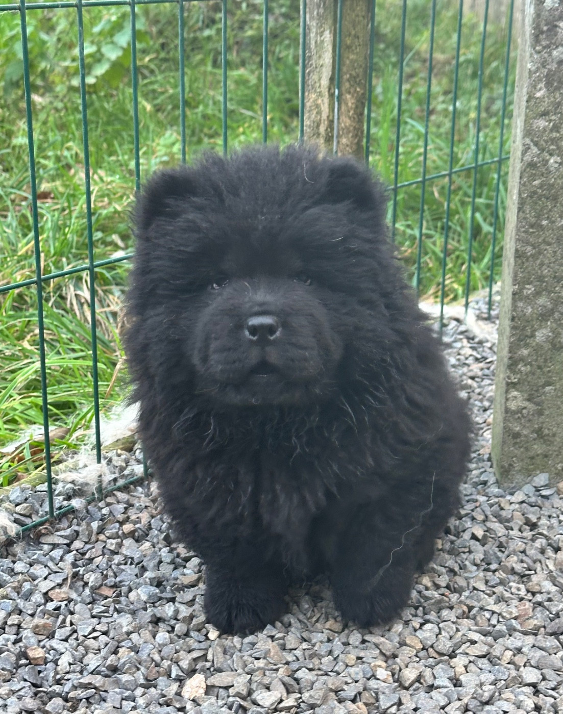 Famous Dream - Chiots disponibles - Chow Chow