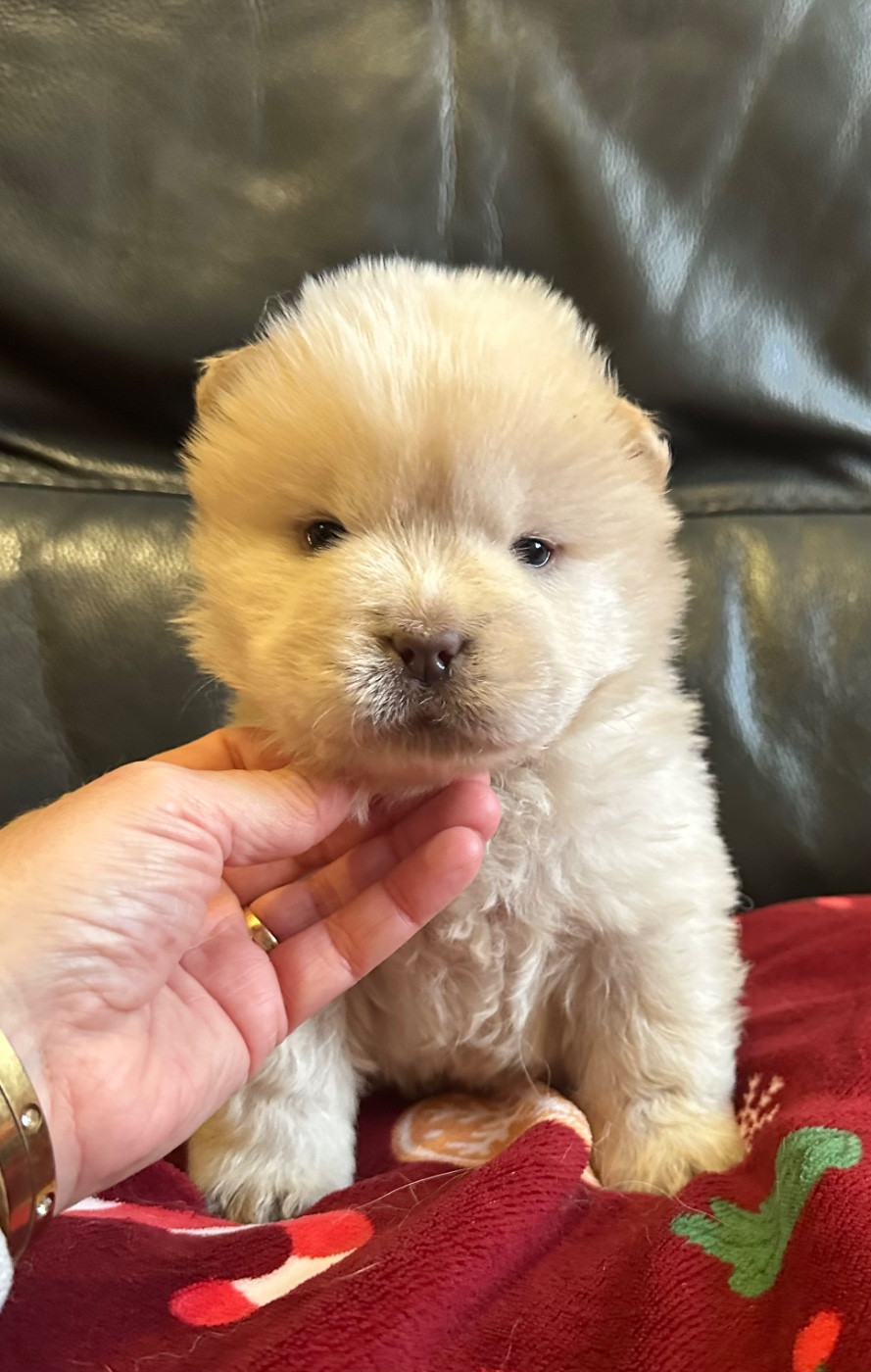Famous Dream - Chiots disponibles - Chow Chow