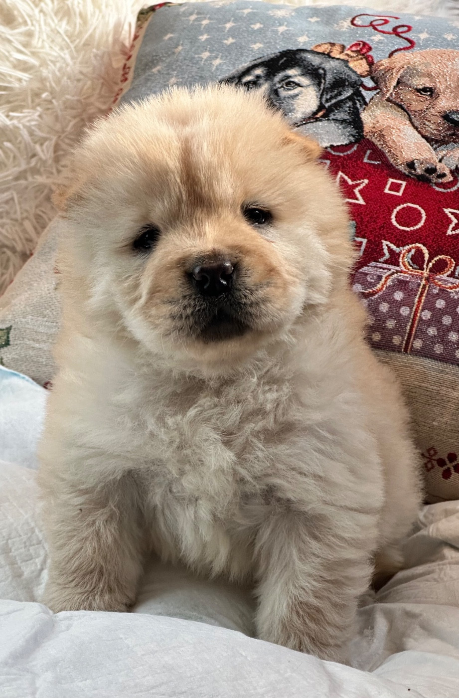 Famous Dream - Chiots disponibles - Chow Chow