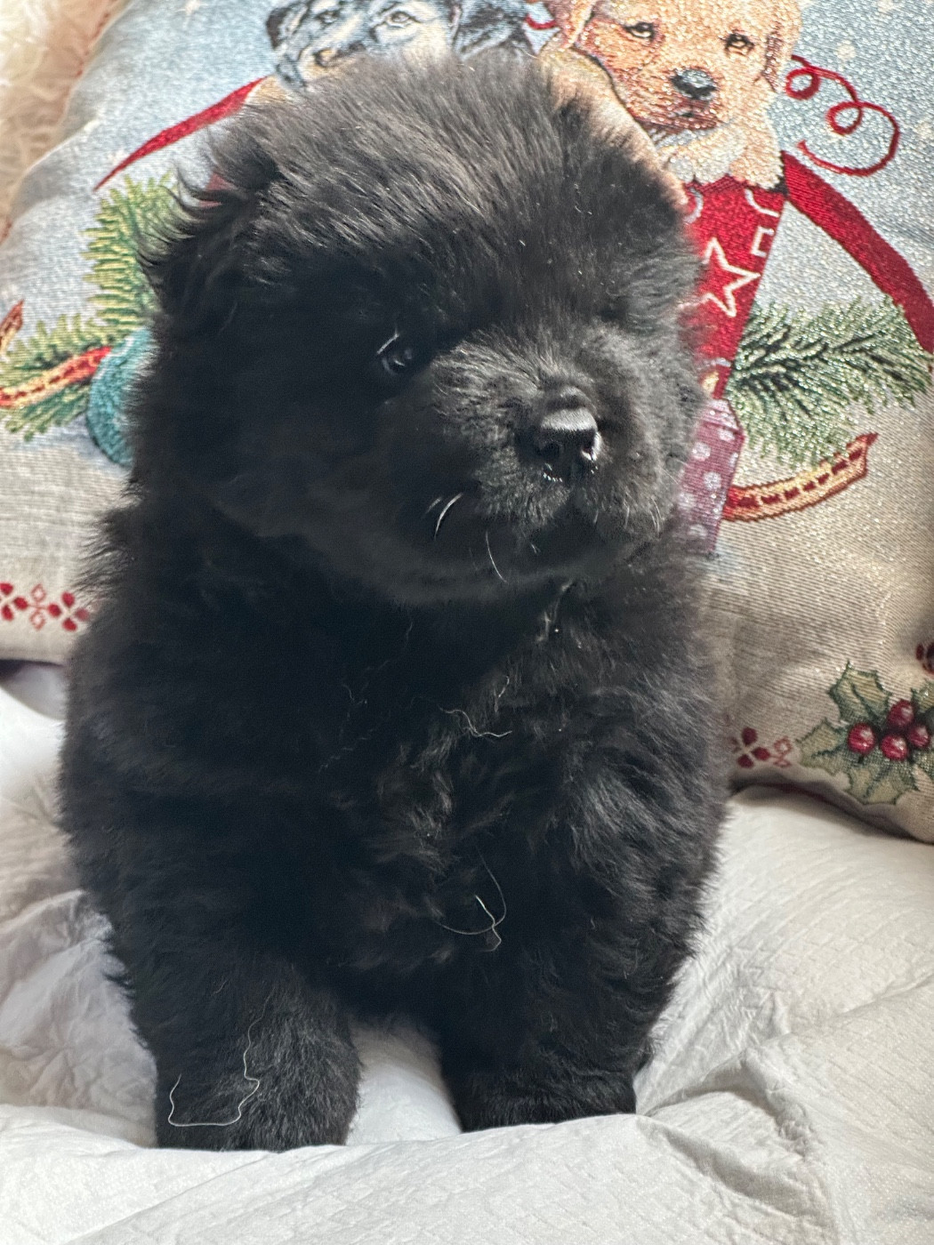 Famous Dream - Chiots disponibles - Chow Chow