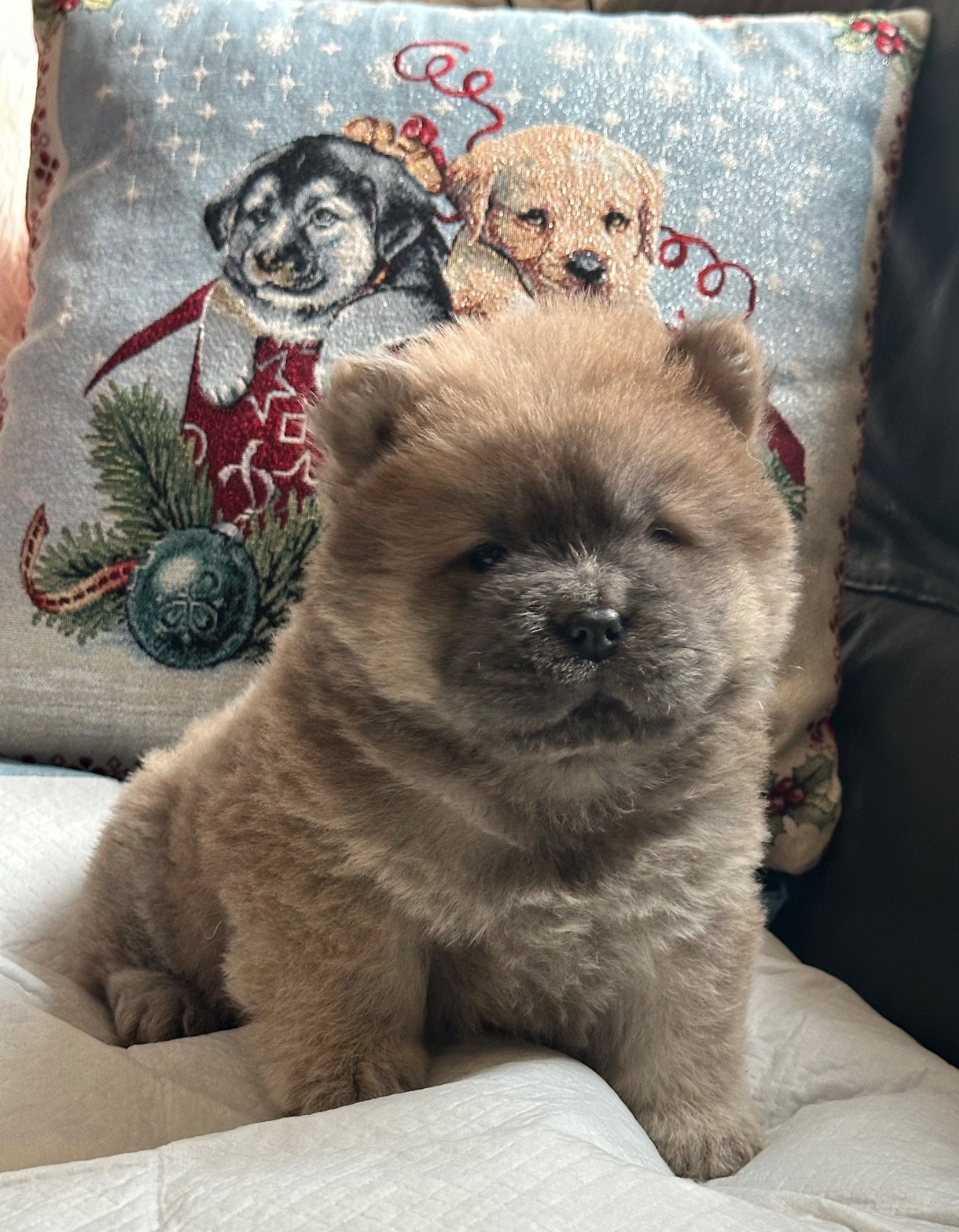 Famous Dream - Chiots disponibles - Chow Chow