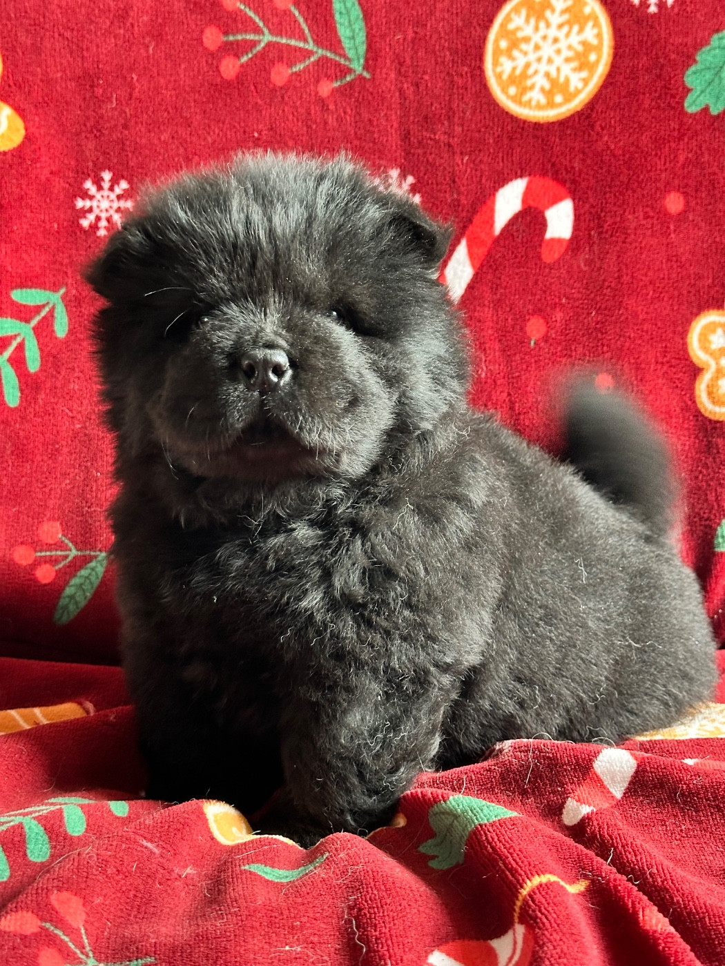 Famous Dream - Chiots disponibles - Chow Chow