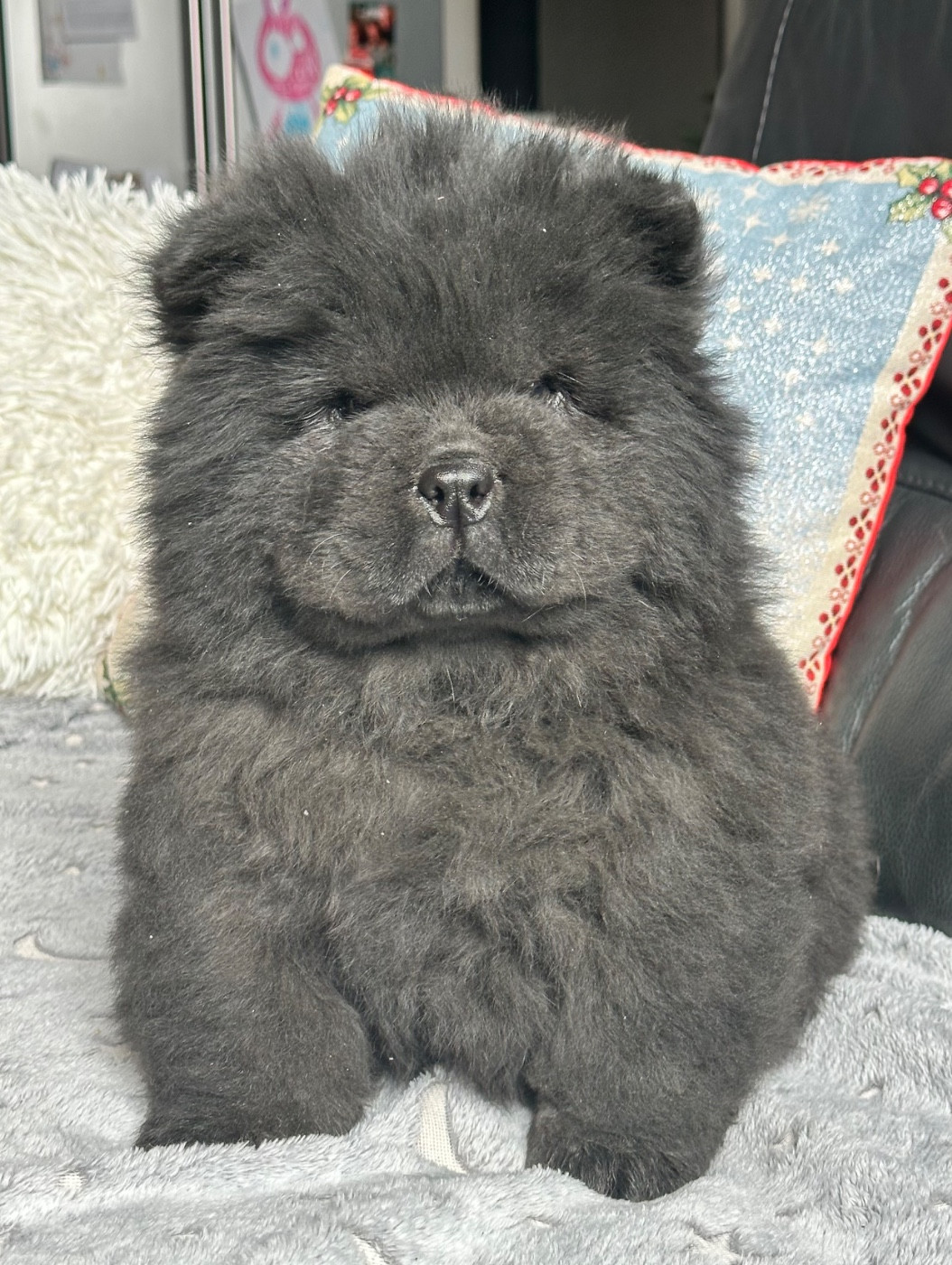 Famous Dream - Chiots disponibles - Chow Chow