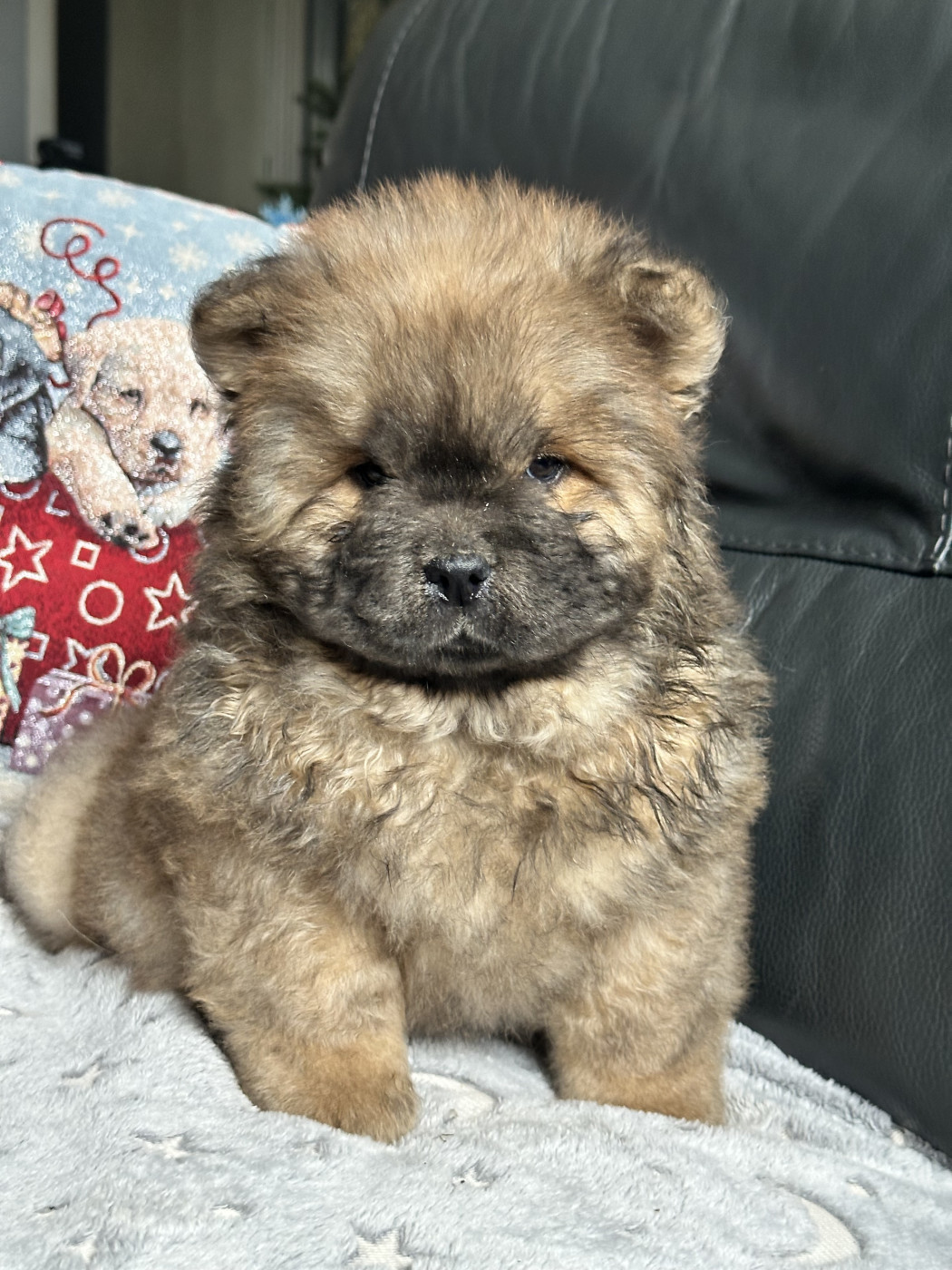 Famous Dream - Chiots disponibles - Chow Chow