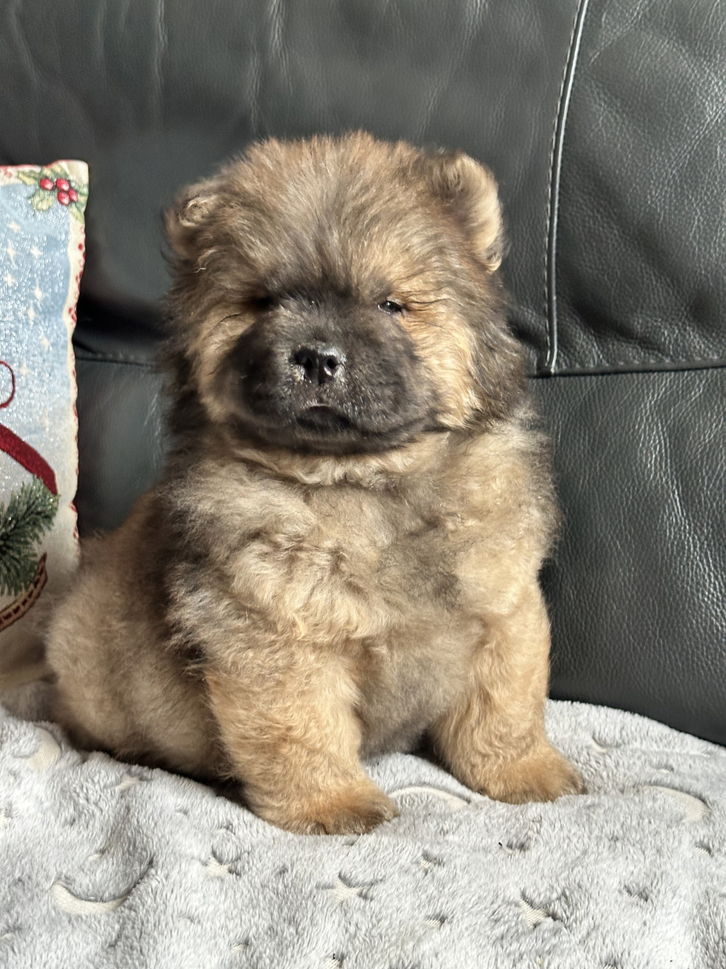 Famous Dream - Chiots disponibles - Chow Chow