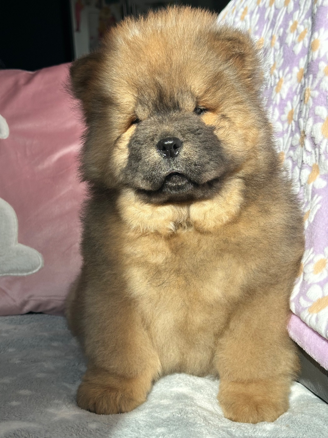 Famous Dream - Chow Chow - Portée née le 07/12/2025