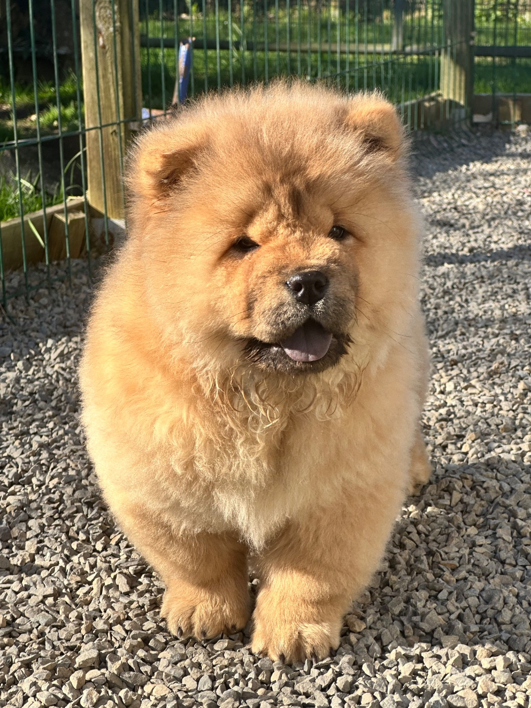 Famous Dream - Chiots disponibles - Chow Chow