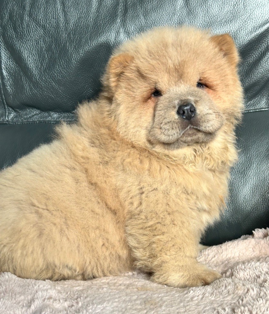Chiot Chow Chow Famous Dream