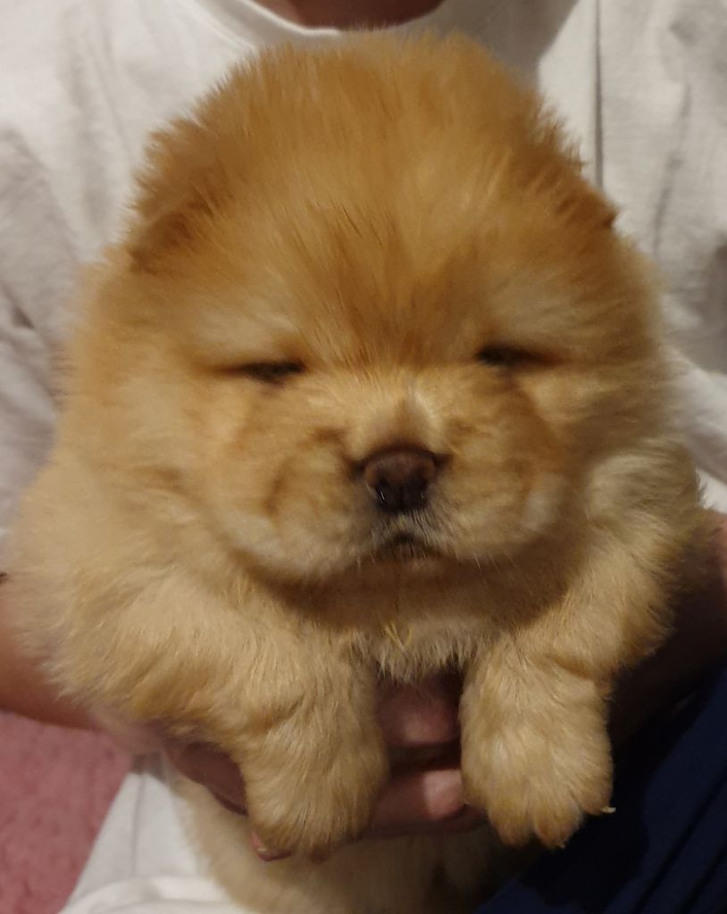 Chiot Chow Chow Famous Dream
