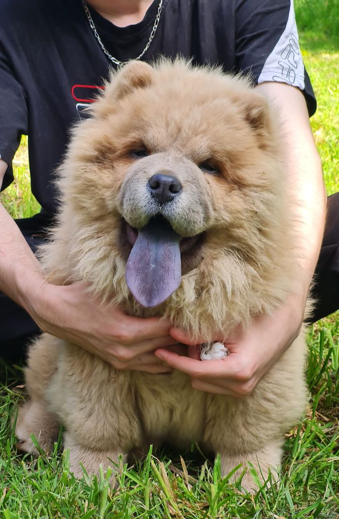 Chiot Chow Chow Famous Dream