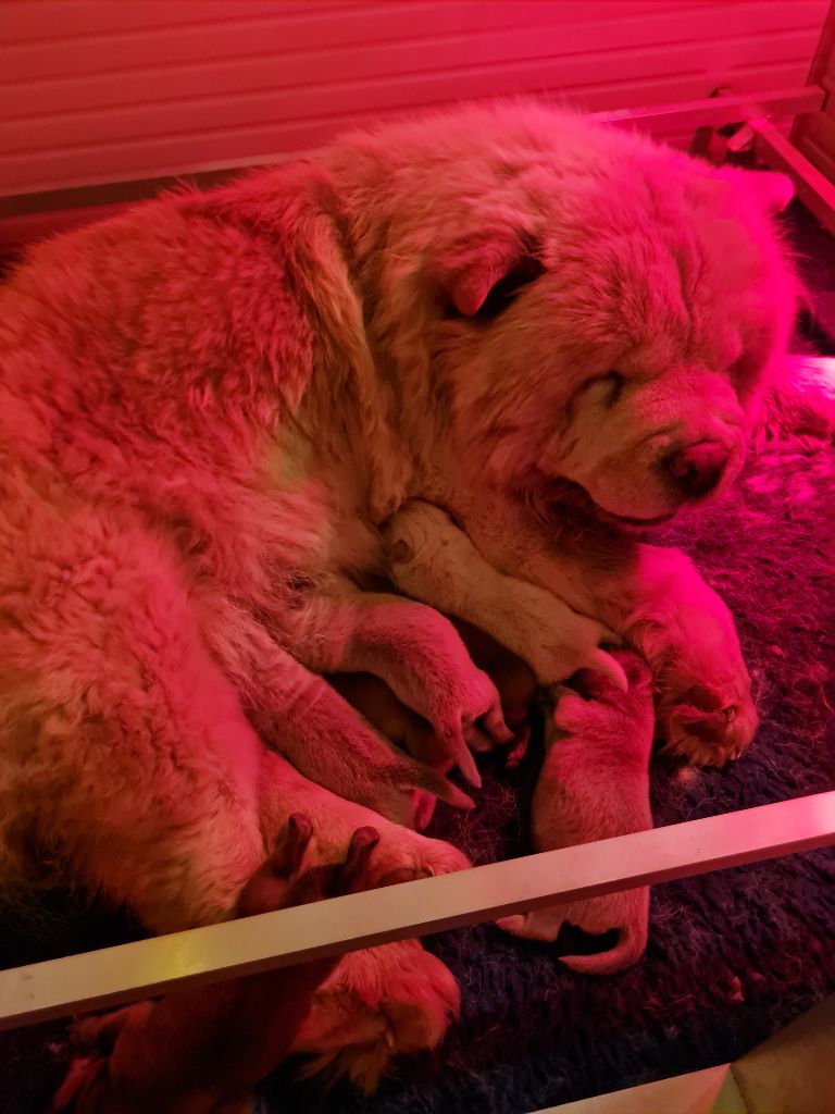 Chiot Chow Chow Famous Dream