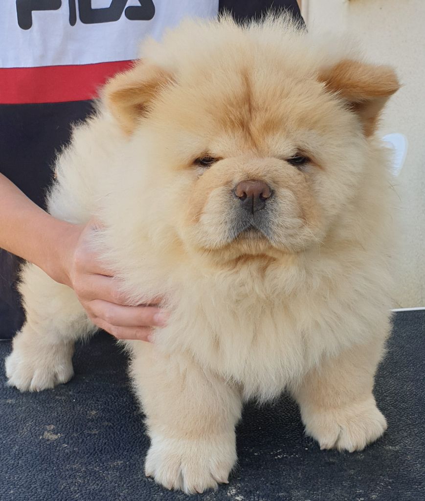 CHIOT
