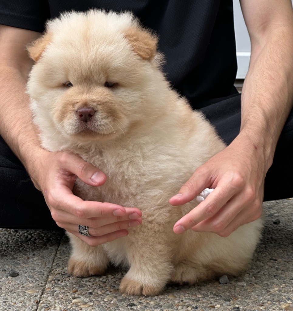 Chiot Chow Chow Famous Dream