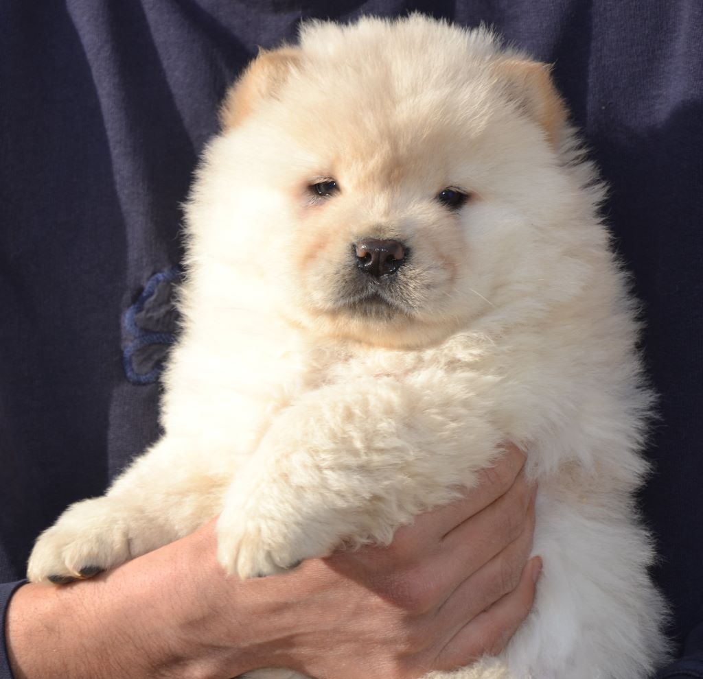 Chiot Chow Chow Famous Dream