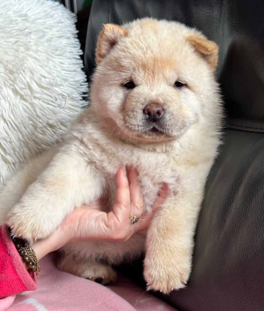 Chiot Chow Chow Famous Dream