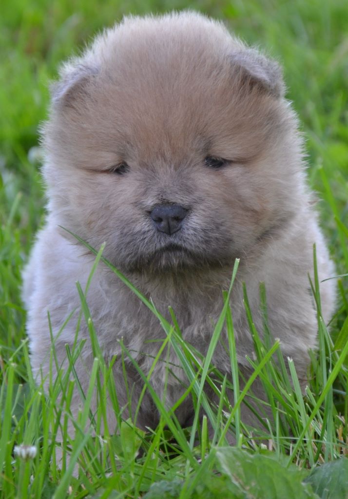 Chiot Chow Chow Famous Dream