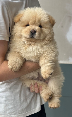CHIOT 4