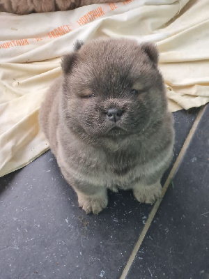 CHIOT 2