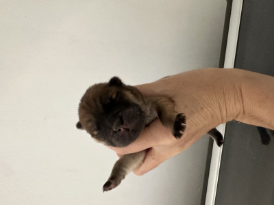 CHIOT 3