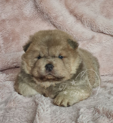 CHIOT
