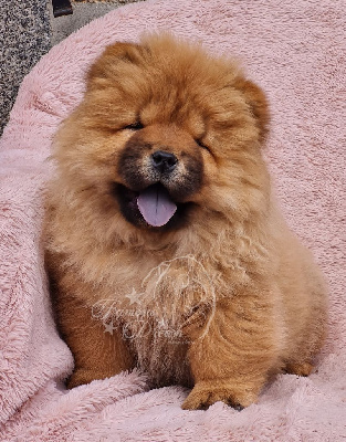 CHIOT 5