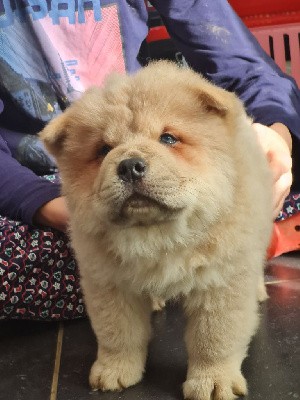 CHIOT