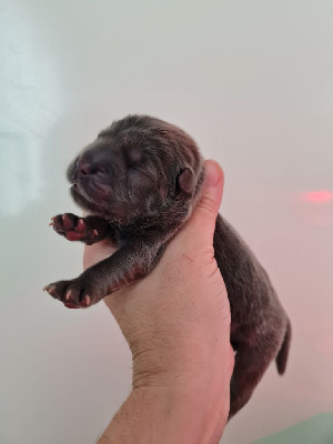 CHIOT