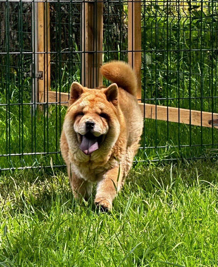 Chiot Chow Chow Famous Dream