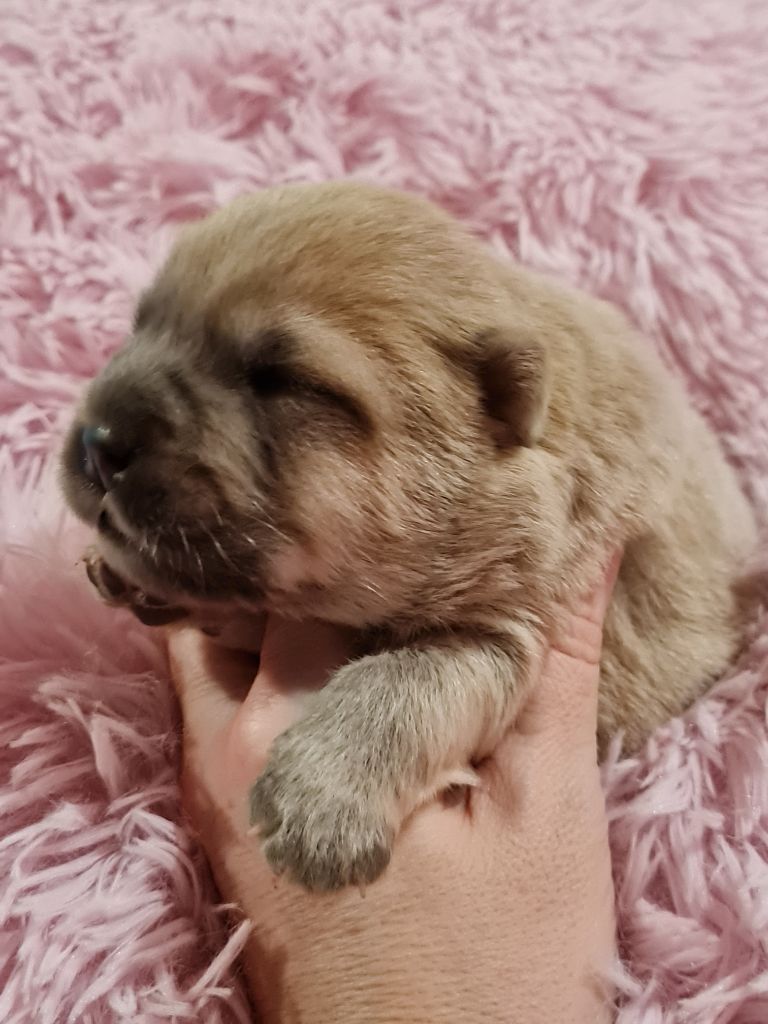 Chiot Chow Chow Famous Dream